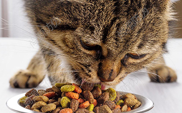 猫粮防伪标签